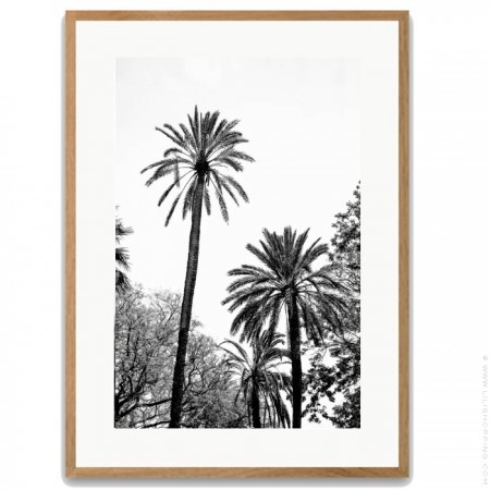 Black and white large palmtrees 50 x 70 oak framed poster