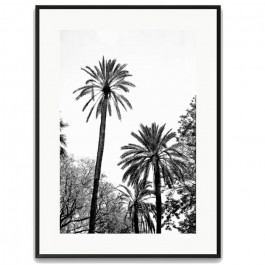 Affiche encadrée Grands Palmiers noir 30 x 40