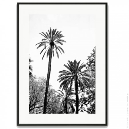 Affiche encadrée Grands Palmiers