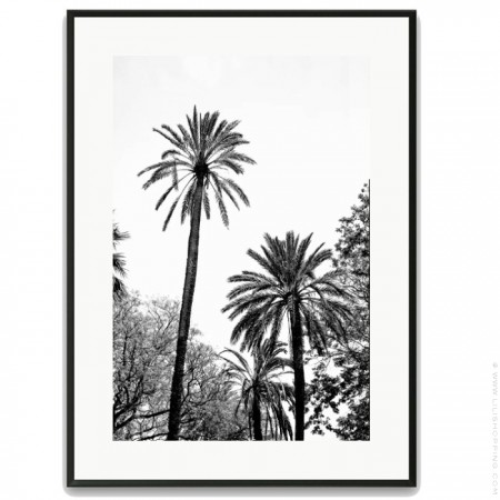Black and white large palmtrees framed poster