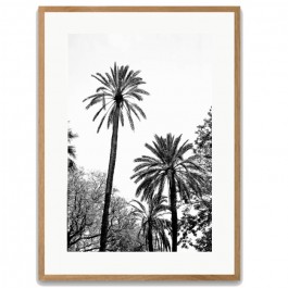 Black and white large palmtrees 40 x 50 oak framed poster