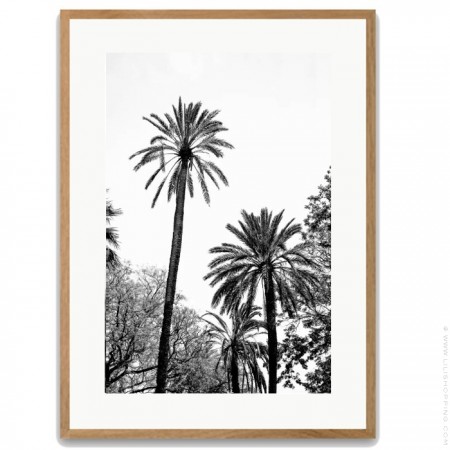 Black and white large palmtrees framed poster