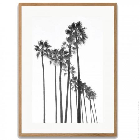Black and white large palmtrees 40 x 50 oak framed poster