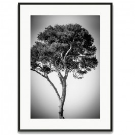 Pines tree 1 30 x 40 framed poster