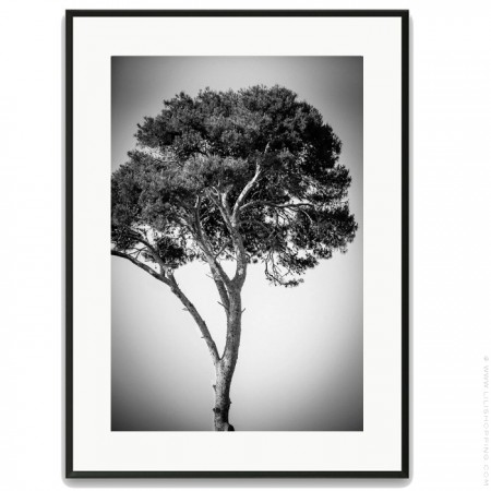 Black and white large palmtrees black 30 x 40 framed poster