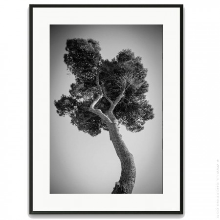 Pines tree 2 30 x 40 framed poster