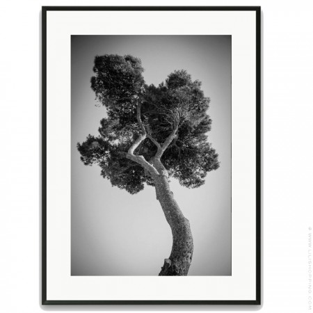 Pines tree 1 30 x 40 framed poster