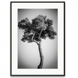 Pines tree 3 30 x 40 framed poster