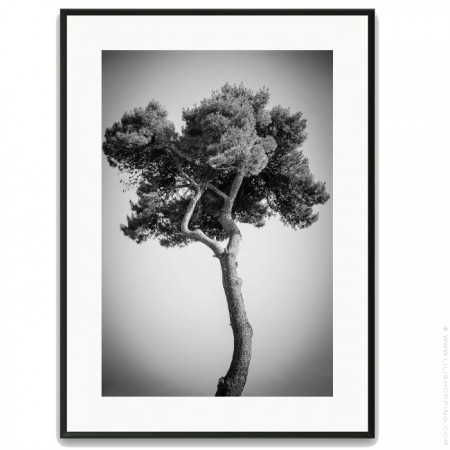 Pines tree 1 30 x 40 framed poster