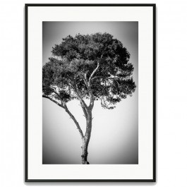 Pines tree 1 40 x 50 framed poster