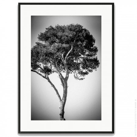 Pines tree 1 40 x 50 framed poster