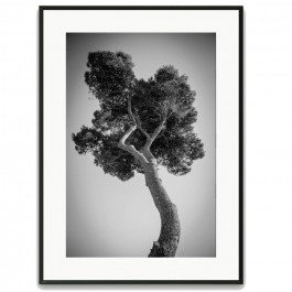 Pines tree 2 40 x 50 framed poster
