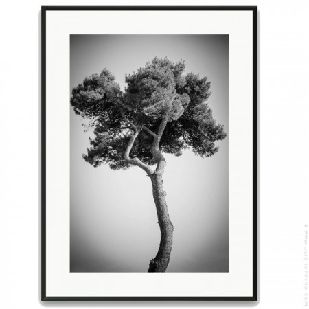 Pines tree 1 30 x 40 framed poster