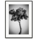 Affiche encadrée Grands Pins 1 noir 30 x 40