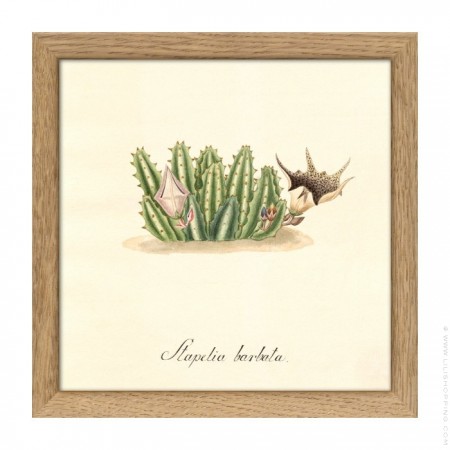 Affiche encadrée 15 x 15 cm Stapelia Campanulata