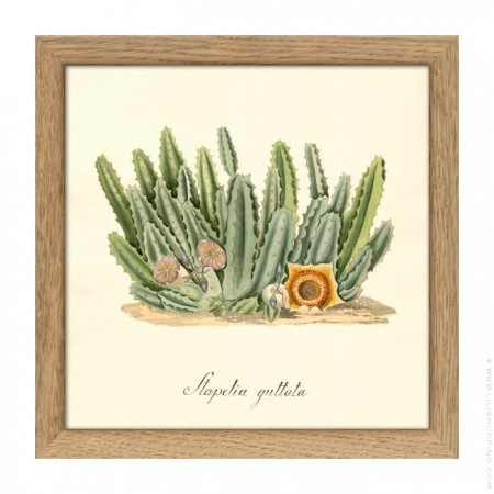 Affiche encadrée 15 x 15 cm Stapelia Campanulata