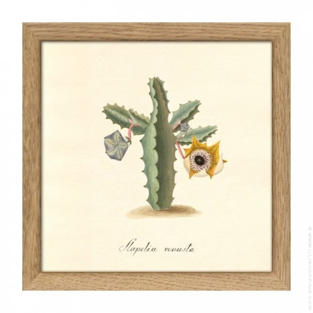 Affiche encadrée 15 x 15 cm Stapelia Campanulata