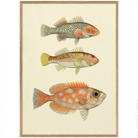 Affiche encadrée 30 x 40 cm Astrocaryum Murmurú