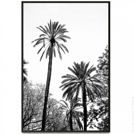 Black and white large palmtrees black 30 x 40 framed poster