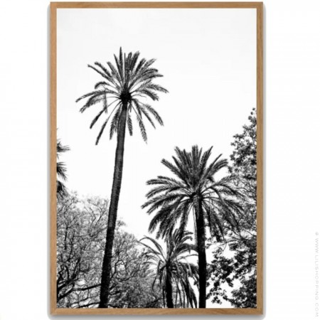 Black and white large palmtrees 50 x 70 oak framed poster