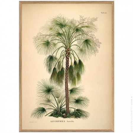 Affiche encadrée 50 x 70 cm Livistona Humilis