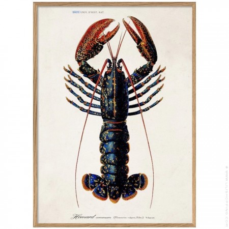 30 x 40 cm Lobster framed poster