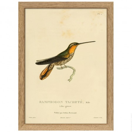 15 x 21 cm saw-billd hermit hummingbird framed poster