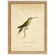15 x 21 cm scally brested hummingbird framed poster
