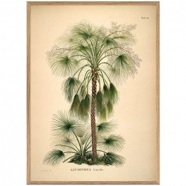 70 x 100 cm Livistona Humilis framed poster