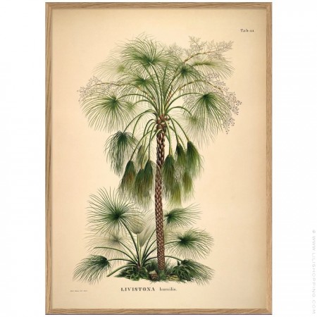 Affiche encadr&eacute;e 50 x 70 cm Astrocaryum Vulgare Cocos Nucifare