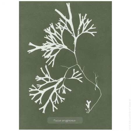 Affiche Algae Fucus Aruginous