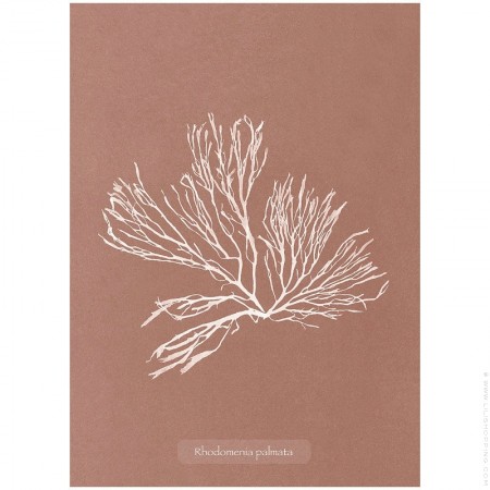 Algae Halymenia Ligulata 30 x 40 poster