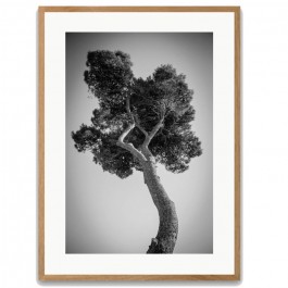 Pines tree 2 oak 50 x 70 cm framed poster