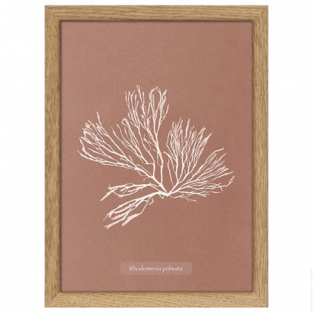 Affiche encadrée Algae Rhodomenia Palmata