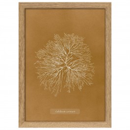 Algae Gelideum Corneum 30 x 21 framed poster