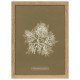 Algae Asperococcus Pusillus 30 x 40 poster