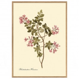 30 x 40 cm Rhododendron Hirsutum framed poster