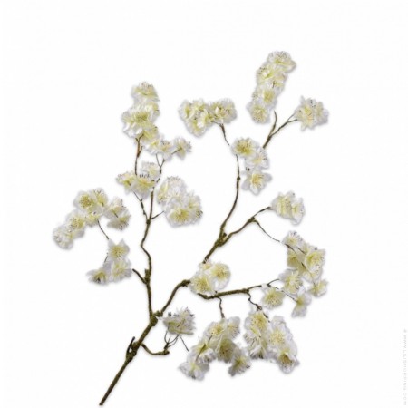 Branche ramifiée de cerisier en fleur