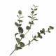 Branche ramifiée de cerisier en fleur