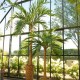 Branch of green and grey eucalyptus