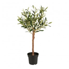 Olivier en pot 75 cm