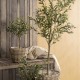 75 cm olive tree in pot