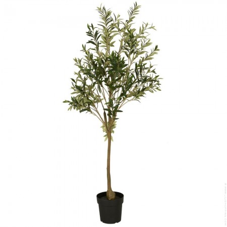 Olivier en pot 166 cm