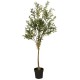 Olivier en pot 75 cm
