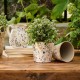 13 cm meadow blossom conical flower pot