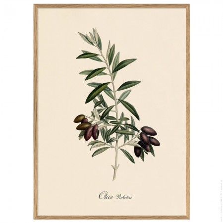 Affiche encadrée 30 x 40 cm Olive Picholine