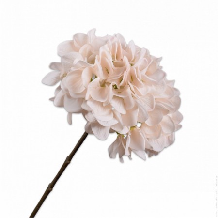70 cm cream hydrangea