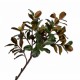 Hortensia pédoncule crème 50 cm