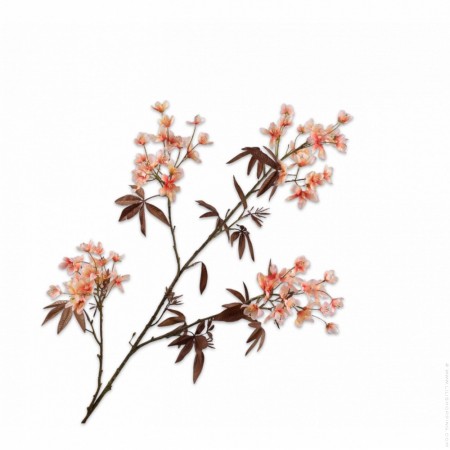 Branch of white blossom cherry