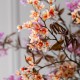 Branch of white blossom cherry